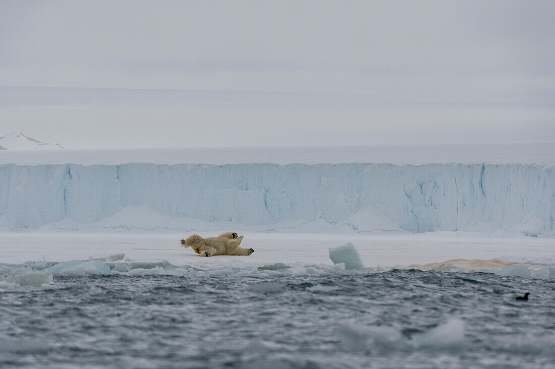 A Polar bear, Ursus maritimus, rolls on ice at the southern edge of Austfonna ice cap. Nordaustlandet, Svalbard, Norway