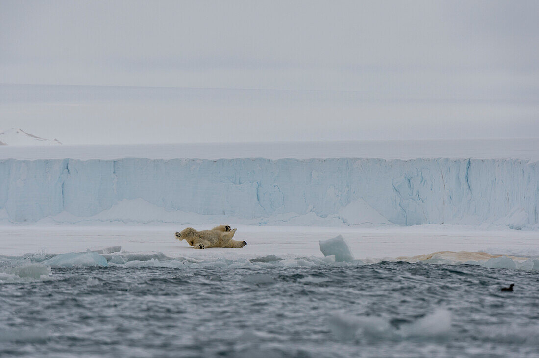 Ein Eisbär, Ursus maritimus, rollt auf dem Eis am Südrand der Austfonna-Eiskappe. Nordaustlandet, Svalbard, Norwegen