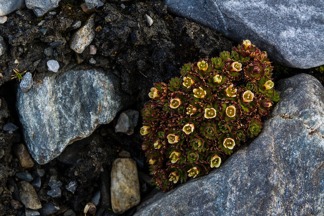 Blühender Büschel-Steinbrech {Saxifraga cespitosa}. Svalbard, Norwegen