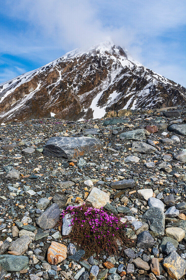 Purpursteinbrech (Saxifraga oppositifolia) in Blüte. Svalbard, Norwegen