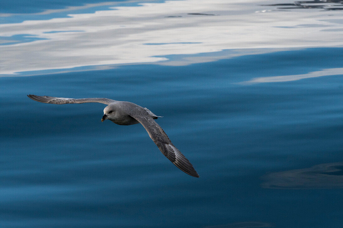 A northern fulmar, Fulmarus glaciali, in flight over the sea. Svalbard, Norway