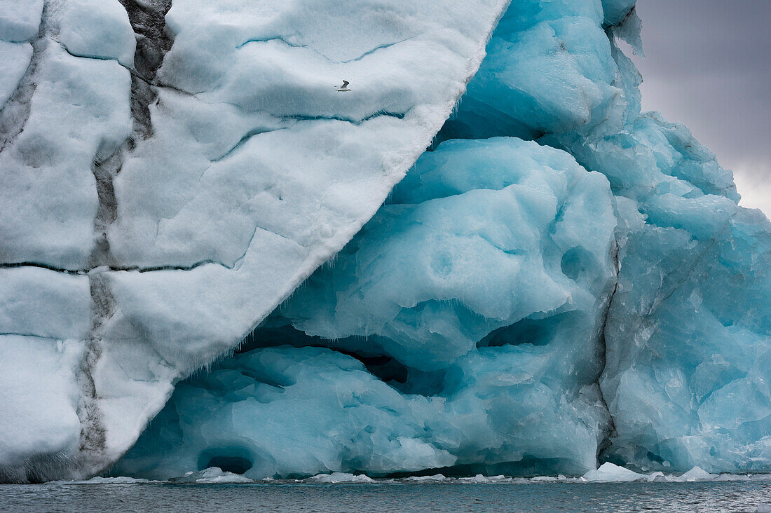 A black-legged kittiwake, Rissa tridactyla, flies near an iceberg. Svalbard, Norway