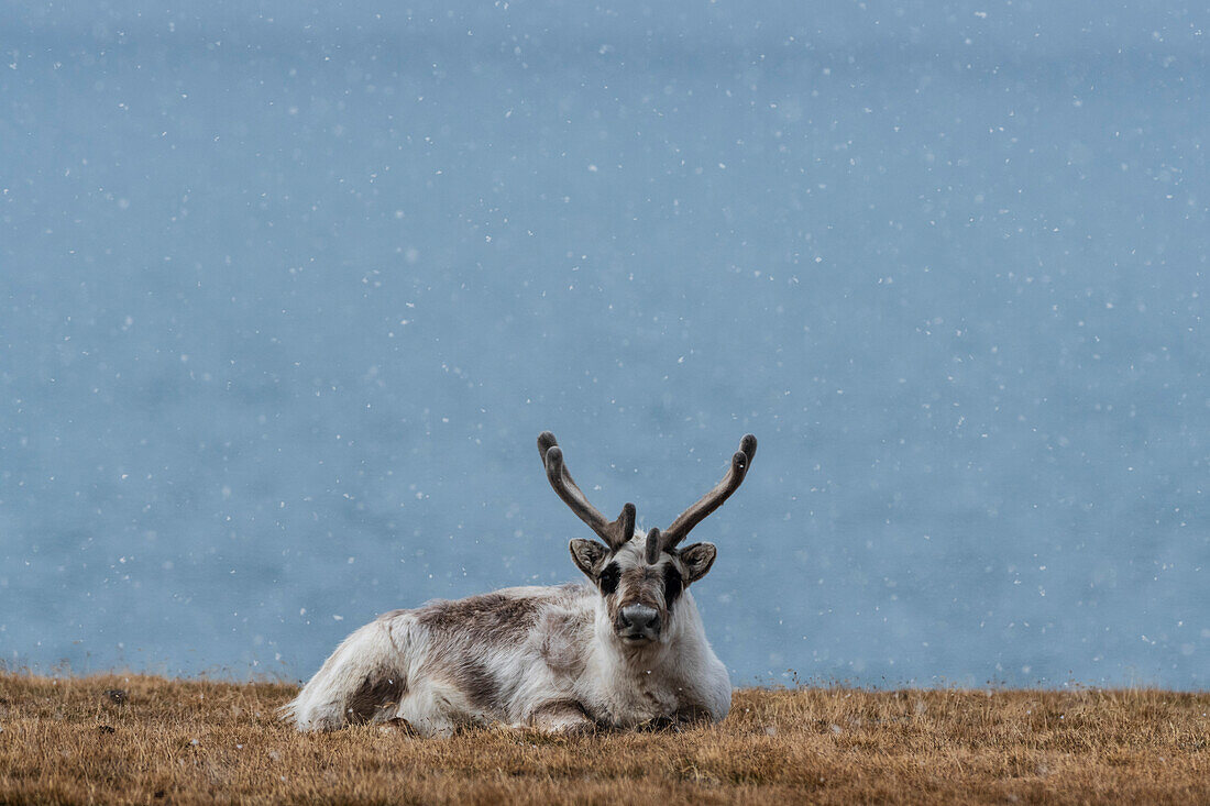 Portrait of a Svalbard reindeer, Rangifer tarandus, in the tundra. Svalbard, Norway