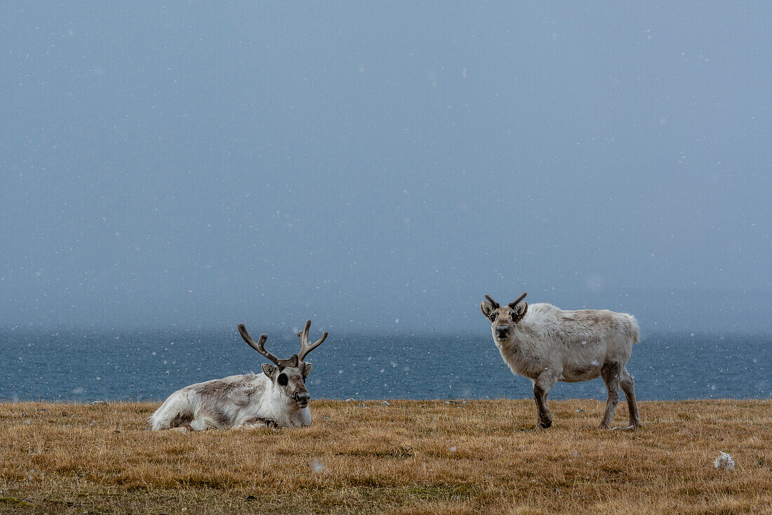 Svalbard reindeers, Rangifer tarandus, by the sea. Svalbard, Norway