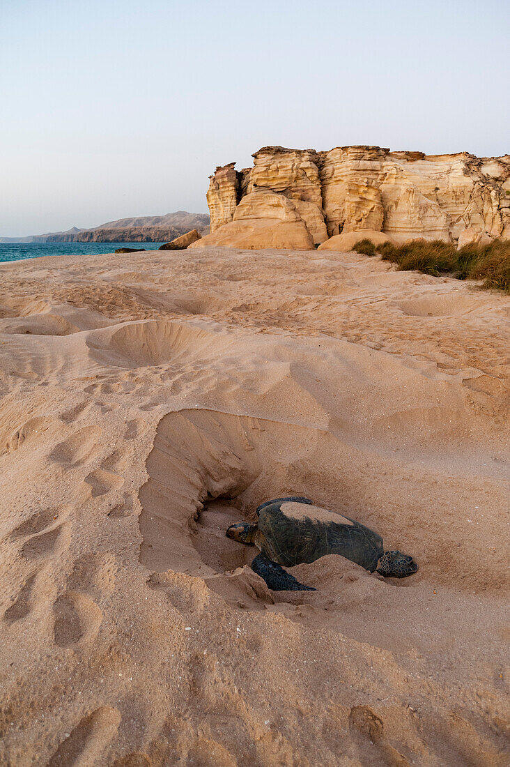 A green sea turtle, Chelonia Mydas, digging a nest on a beach. Ras Al Jinz, Oman.
