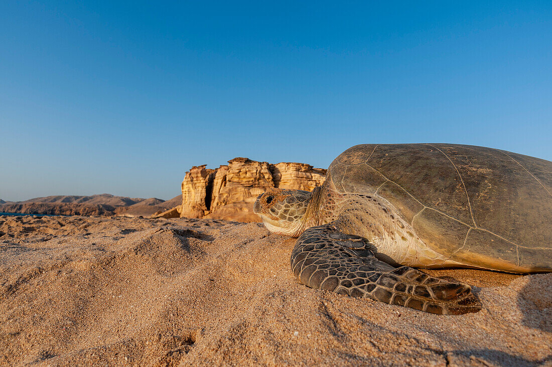 Eine Grüne Meeresschildkröte, Chelonia mydas, kehrt nach der Eiablage ins Meer zurück. Ras Al Jinz, Oman.