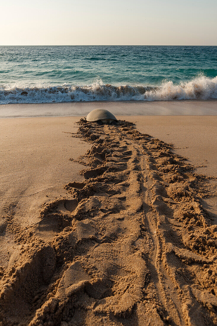 Eine grüne Meeresschildkröte, Chelonia mydas, kehrt nach der Eiablage ins Meer zurück. Ras Al Jinz, Oman.