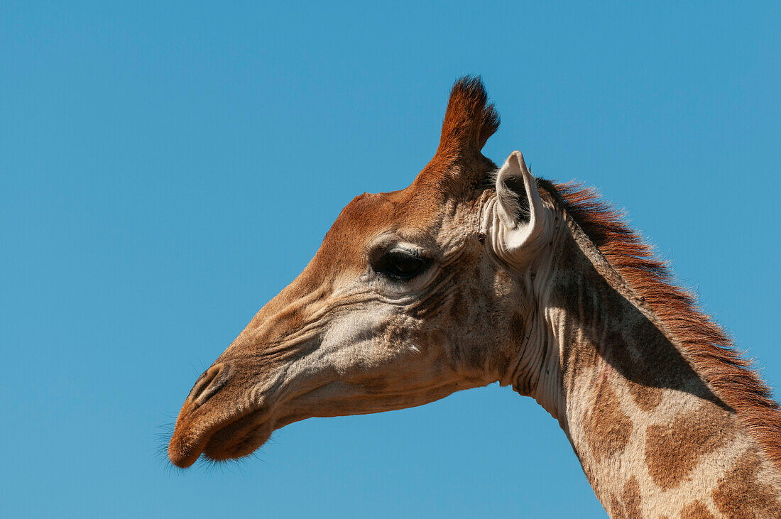 Porträt einer südlichen Giraffe, Giraffa camelopardalis. Ostkap, Südafrika