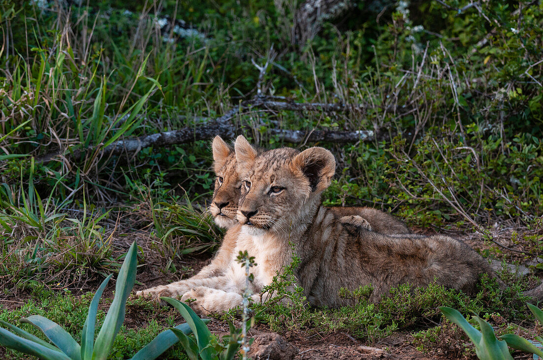 Zwei männliche Löwenjunge, Panthera leo, beim Ausruhen. Östliches Kap, Südafrika