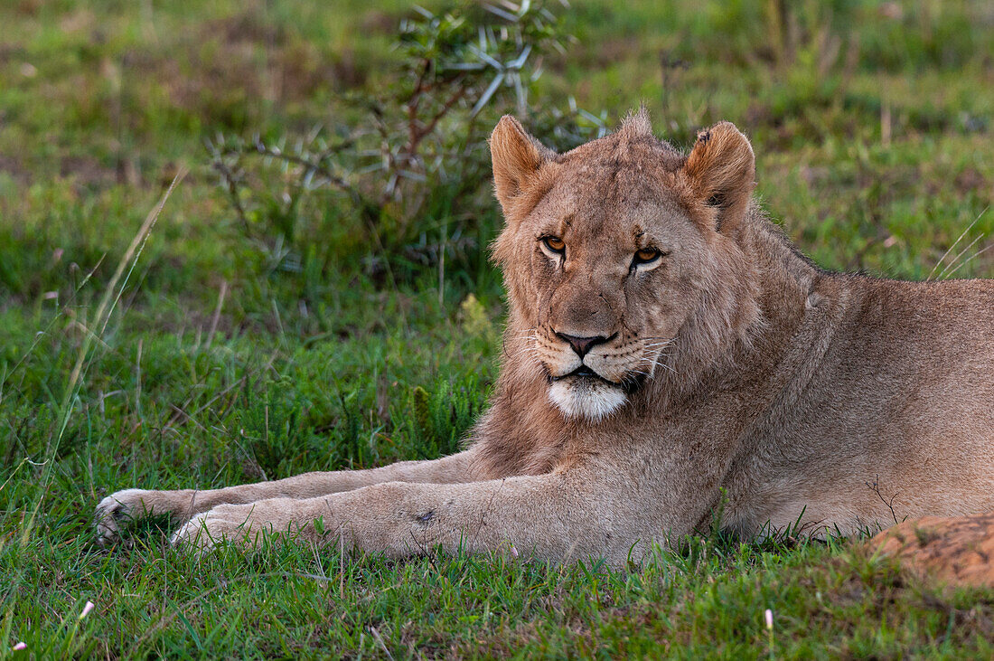 Porträt eines männlichen Löwen, Panthera leo. Östliches Kap, Südafrika