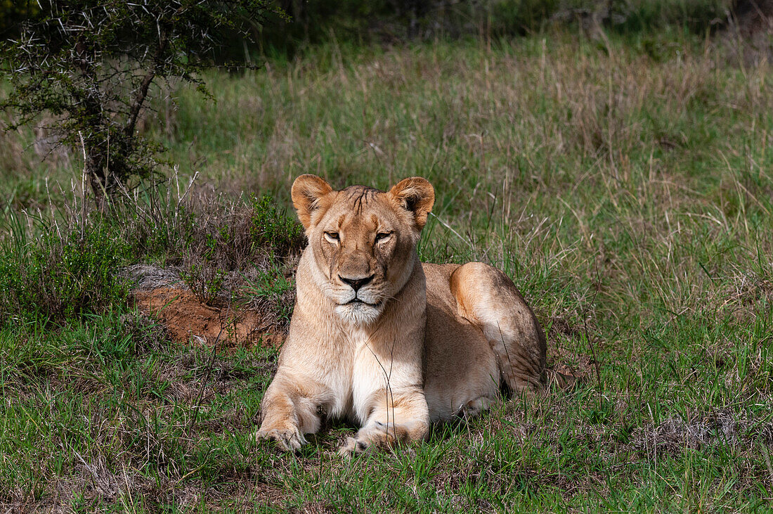 Porträt einer Löwin, Panthera leo, beim Ruhen. Östliches Kap, Südafrika