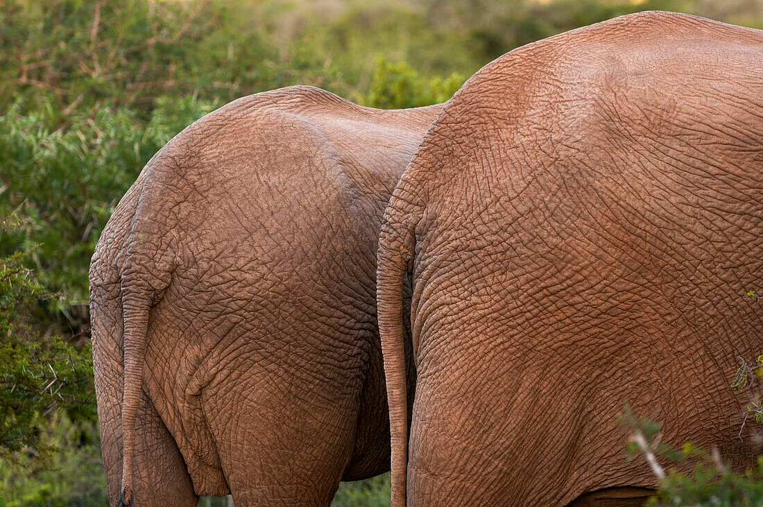 Rücken eines afrikanischen Elefanten, Loxodonta africana,