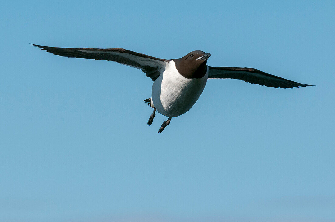 A close up of a Brunnich's guillemot, Uria lomvia, in flight. Longyearbyen, Spitsbergen Island, Svalbard, Norway.