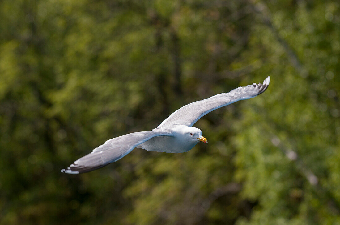 Eine Möwe im Flug. Svartisen, Norwegen.