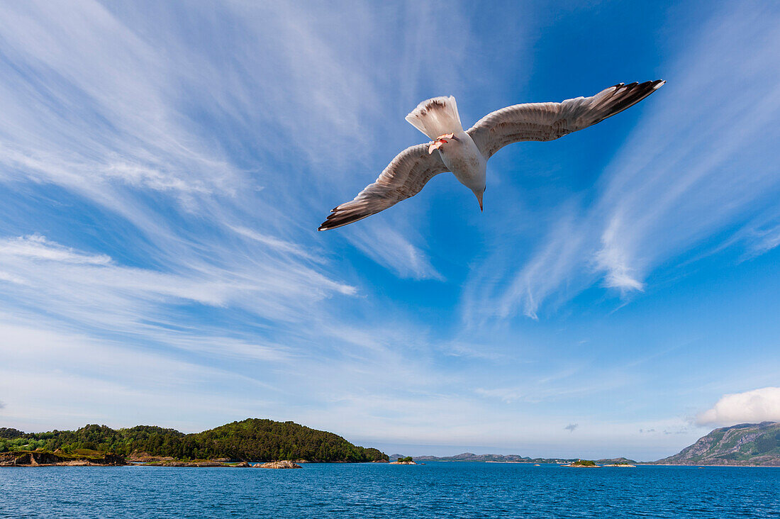 A seagull flies above Holandsfjorden. Svartisen, Norway.