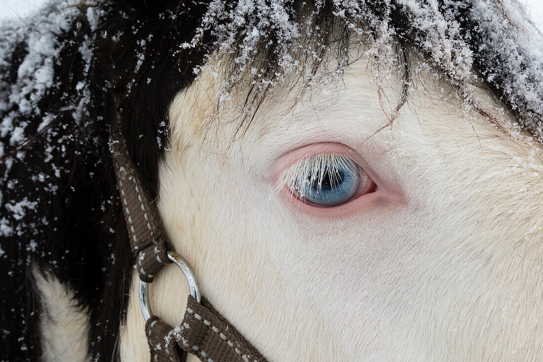 Nahaufnahme eines schneebedeckten Pferdes mit blauen Augen. Gausvik, Troms, Norwegen.