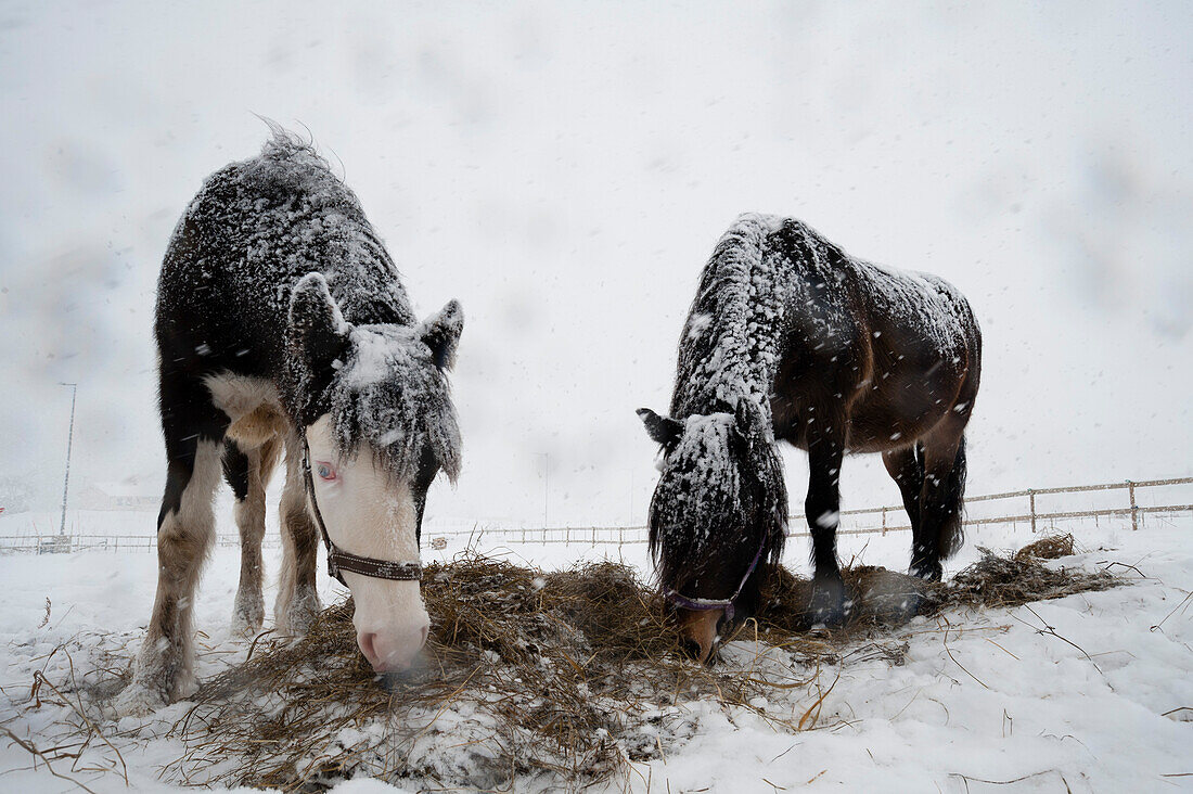 Zwei Pferde, eines mit blauen Augen, in einem Schneeschauer. Gausvik, Troms, Norwegen.