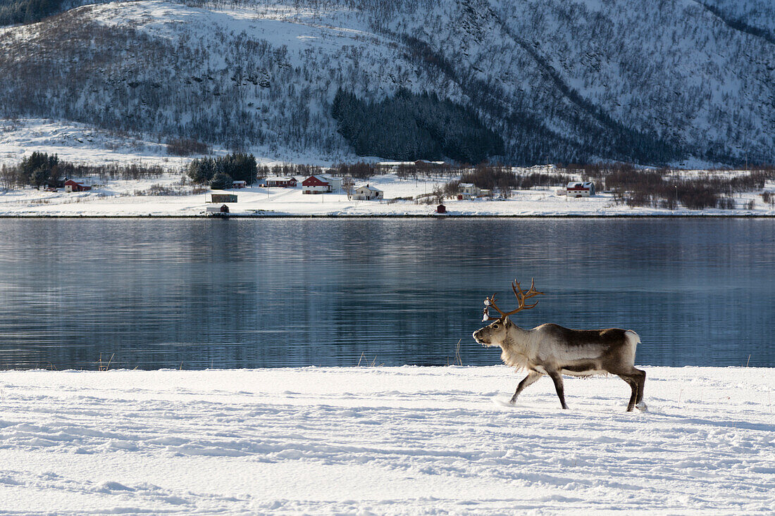 Ein Rentier, Rangifer tarandus, in einer verschneiten Uferlandschaft. Fornes, Vesteralen-Inseln, Nordland, Norwegen.
