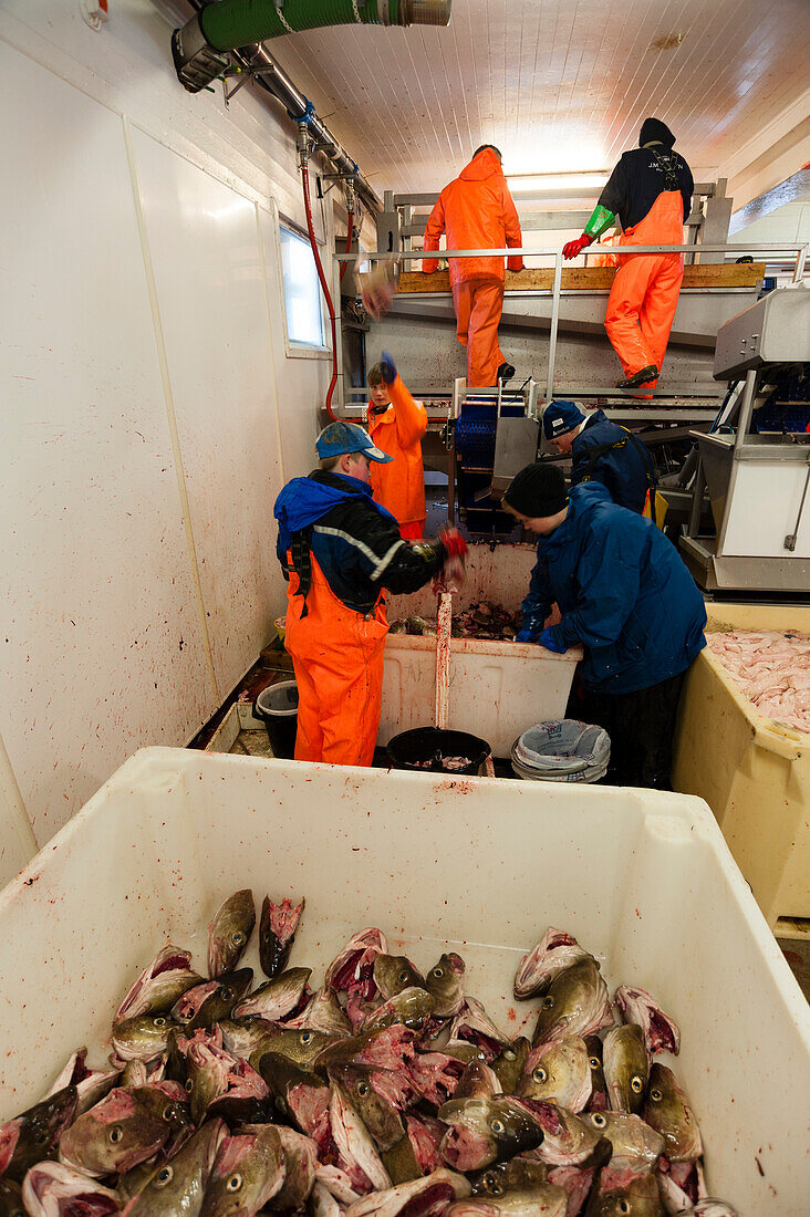 Männer in hellen Overalls bei der Arbeit in einer Kabeljau verarbeitenden Fabrik. Nordmela, Vesteralen-Inseln, Nordland, Norwegen.