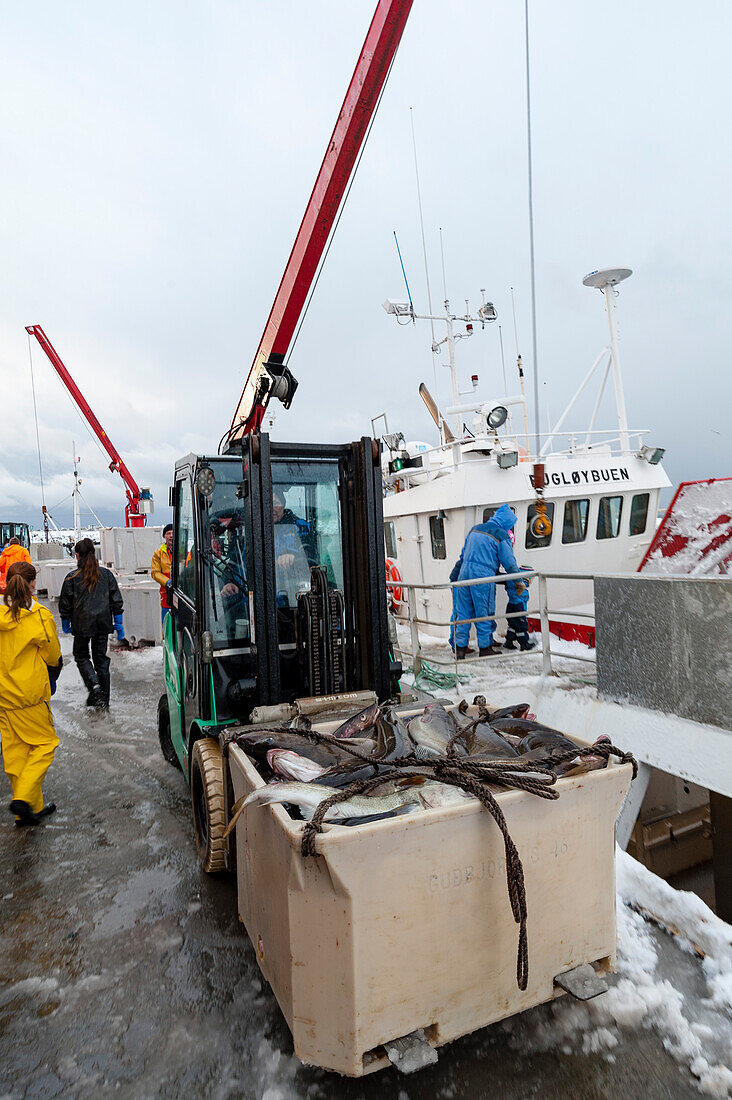 Unloading cod fish at factory harbor. Nordmela, Vesteralen Islands, Nordland, Norway.