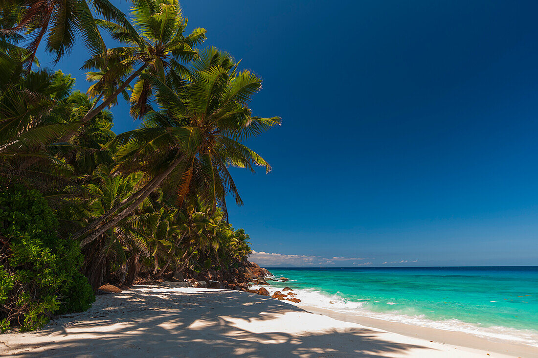Schatten spendende Palmen an einem tropischen Sandstrand. Insel Fregate, Republik Seychellen.