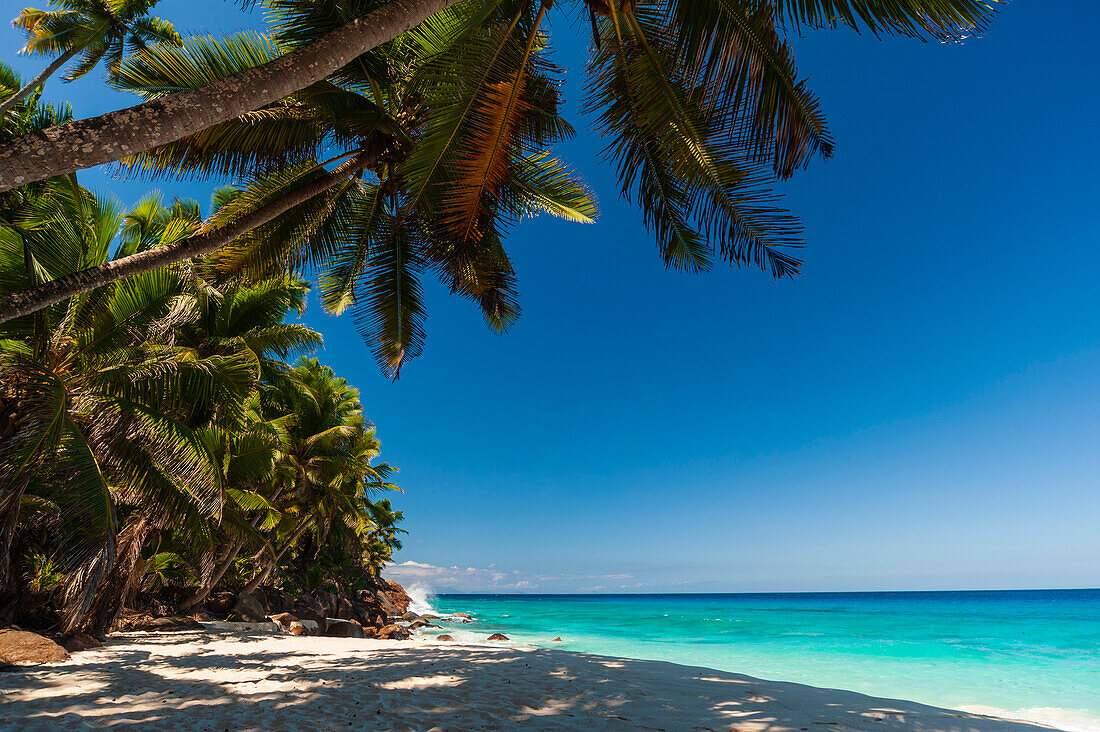 Schatten spendende Palmen an einem tropischen Sandstrand. Insel Fregate, Republik der Seychellen.