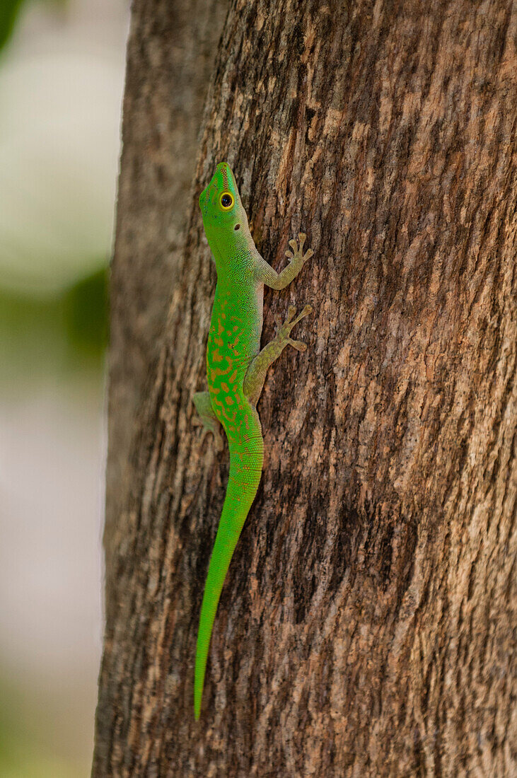 Ein grüner Gecko, Phelsuma sundbergi longinsulae, klettert auf einen Baum. Fregate-Insel, Republik der Seychellen.