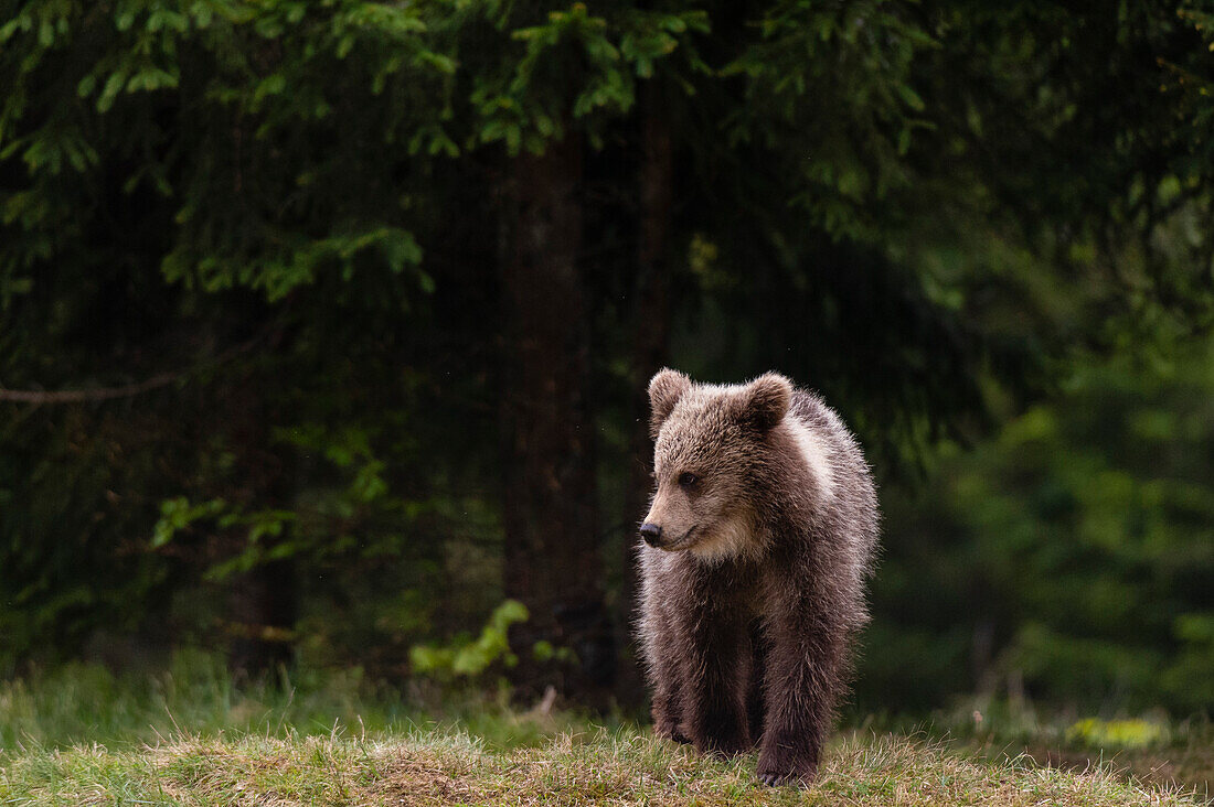 Ein junger europäischer Braunbär, Ursus arctos, geht spazieren. Notranjska, Slowenien