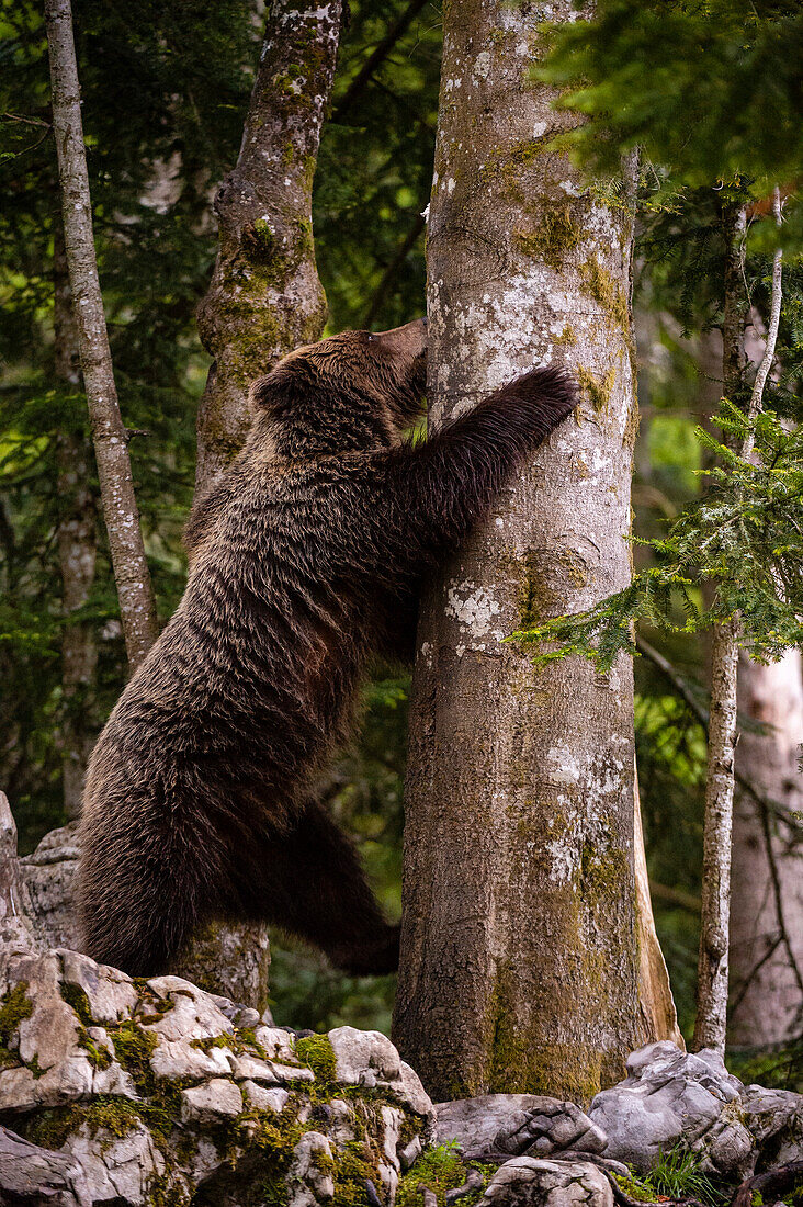 Ein Europäischer Braunbär, Ursus arctos, versucht, einen Baum zu erklimmen. Notranjska, Slowenien