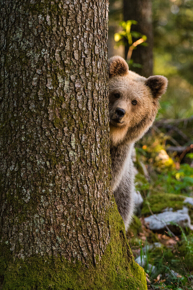 Ein europäischer Braunbär (Ursus arctos) blickt hinter einem Baum im Notranjska-Wald in Slowenien, wo über 600 europäische Bären leben, in die Kamera. Das Bild wurde von einem Versteck aus aufgenommen. Notranjska-Wald, Innerkrain, Slowenien