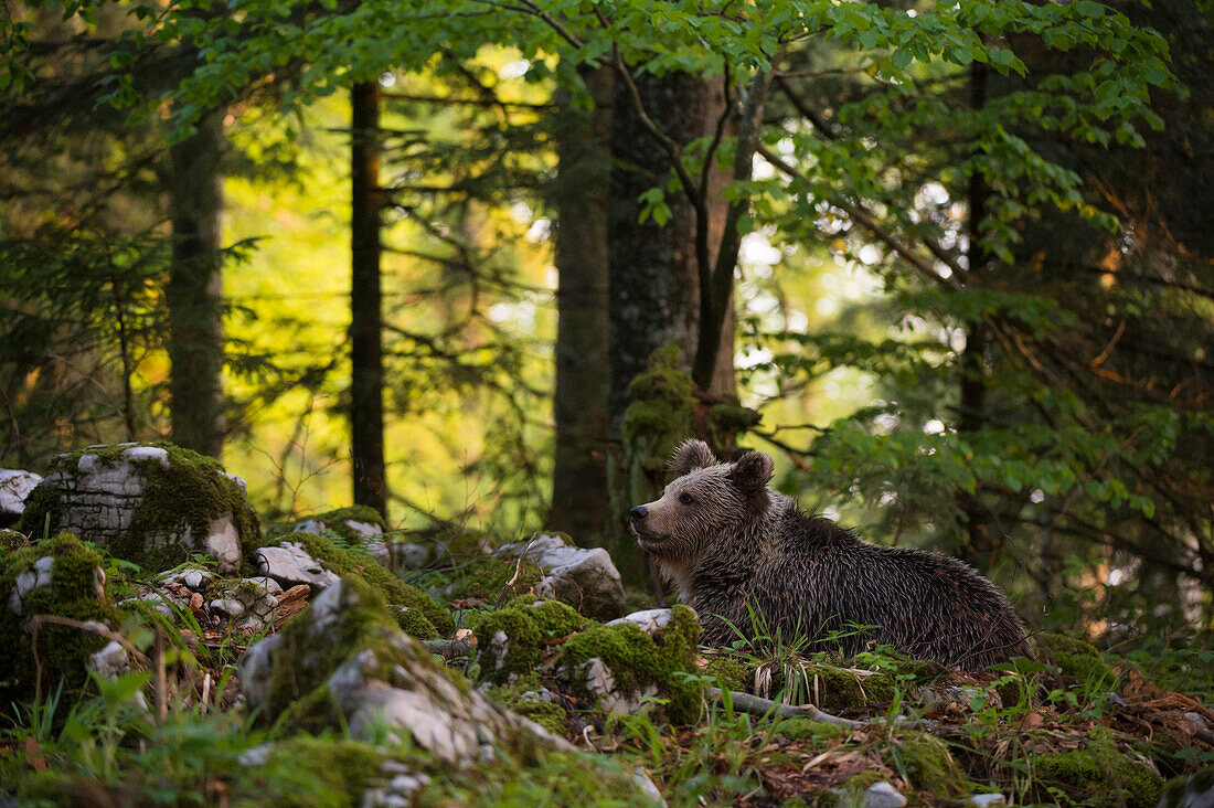 Ein europäischer Braunbär, Ursus arctos, ruht sich im Wald aus. Notranjska-Wald, Innerkrain, Slowenien
