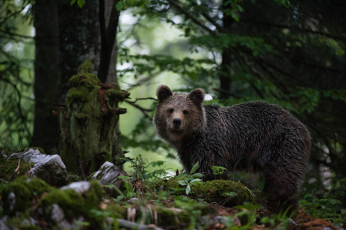 Ein Europäischer Braunbär, Ursus arctos, steht und schaut in die Kamera. Notranjska-Wald, Innere Krain, Slowenien