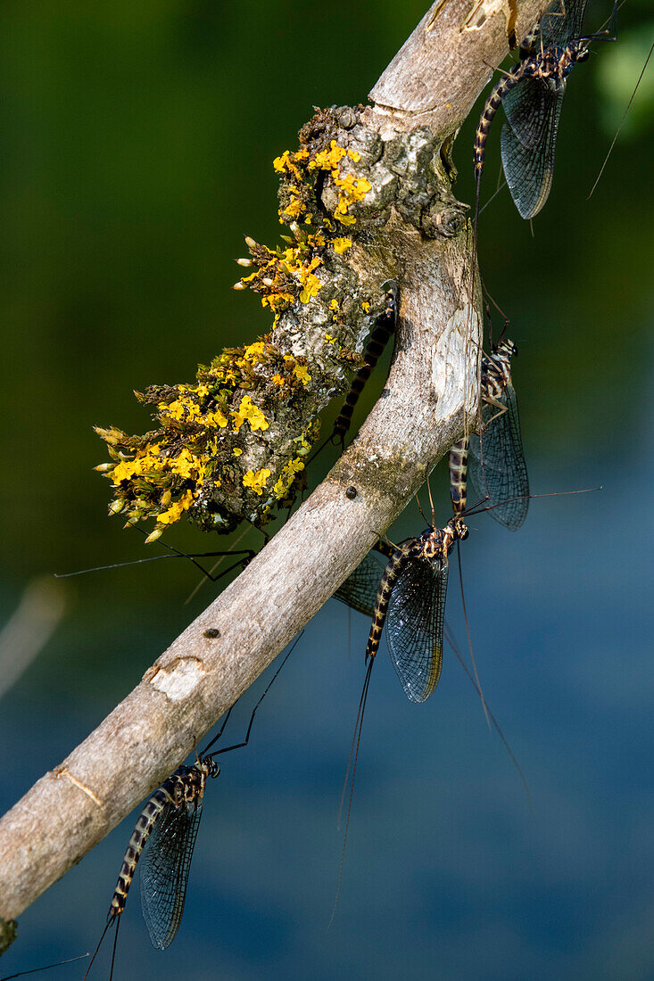 Eintagsfliegen, Ephemera vulgaris, trocknen nach der Häutung in der frühen Morgensonne. Markovec, Innere Krain, Slowenien