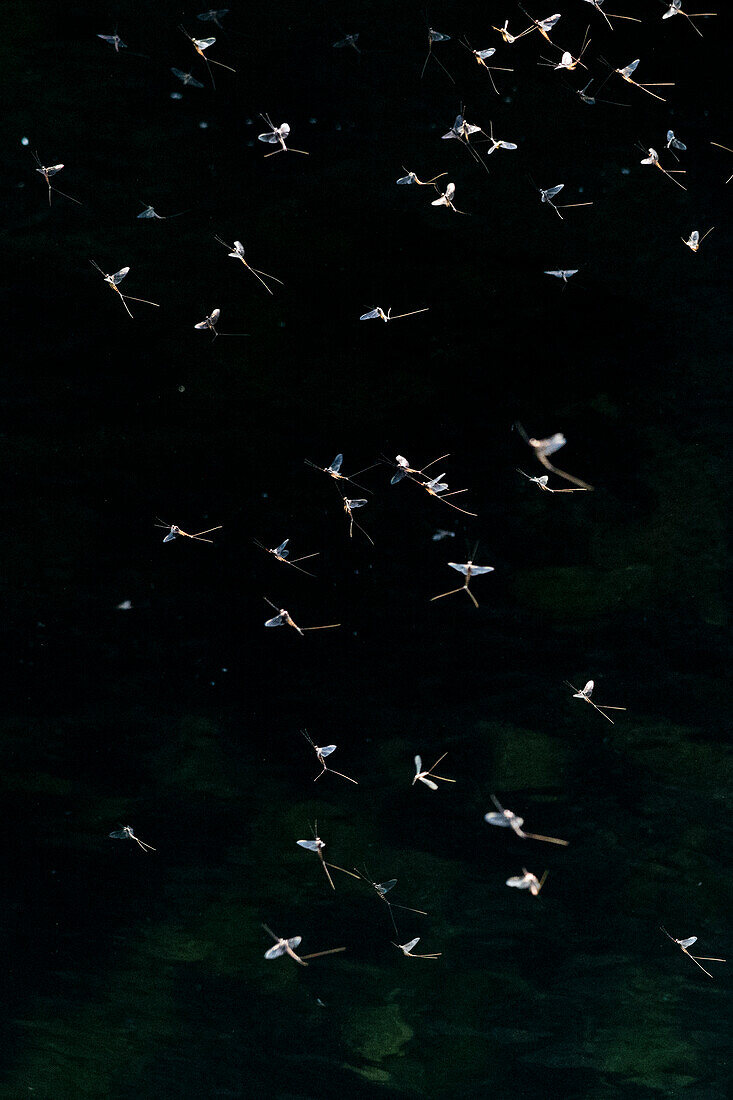 Eintagsfliegen, Ephemera vulgaris, im Flug über dem Fluss Obrh. Markovec, Innere Krain, Slowenien
