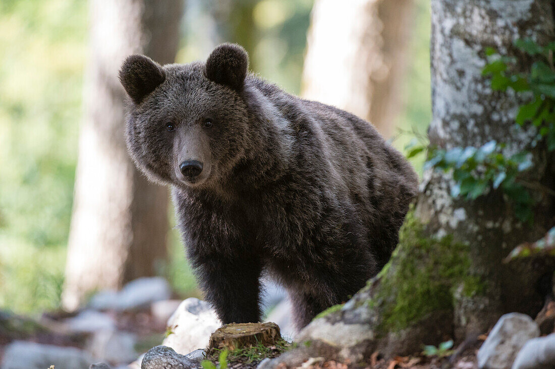Ein europäischer Braunbär, Ursus arctos, blickt in die Kamera. Notranjska-Wald, Innere Krain, Slowenien