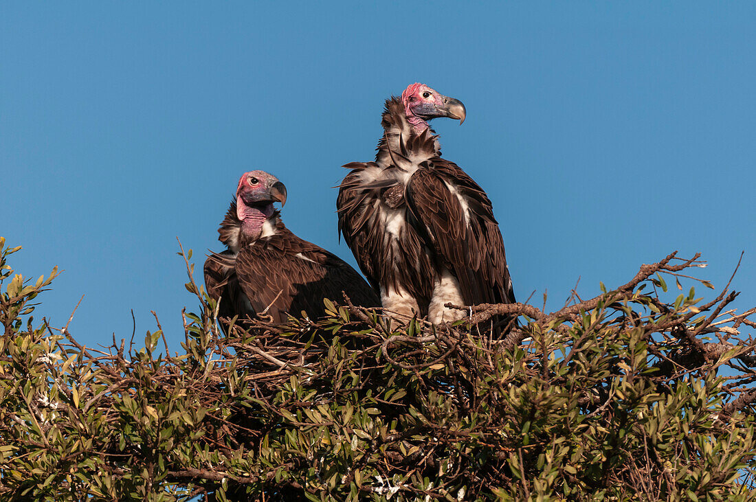 Two lappet-faced vultures, Torgos tracheliotus, in their nest. Masai Mara National Reserve, Kenya.