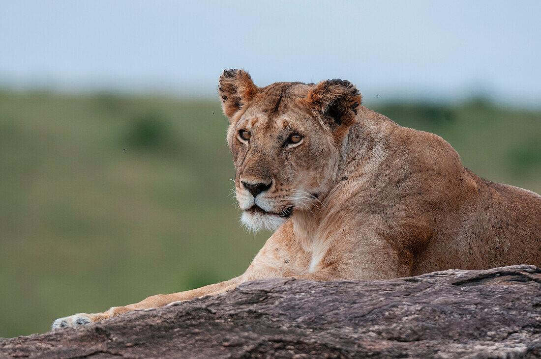 Porträt einer Löwin, Panthera leo, die sich auf einem Felsen ausruht. Masai Mara-Nationalreservat, Kenia.