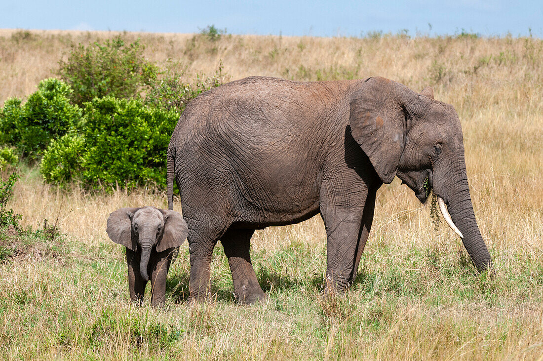 Ein afrikanisches Elefantenkalb, Loxodonta africana, beobachtet den Fotografen, während seine Mutter frisst. Masai Mara-Nationalreservat, Kenia.