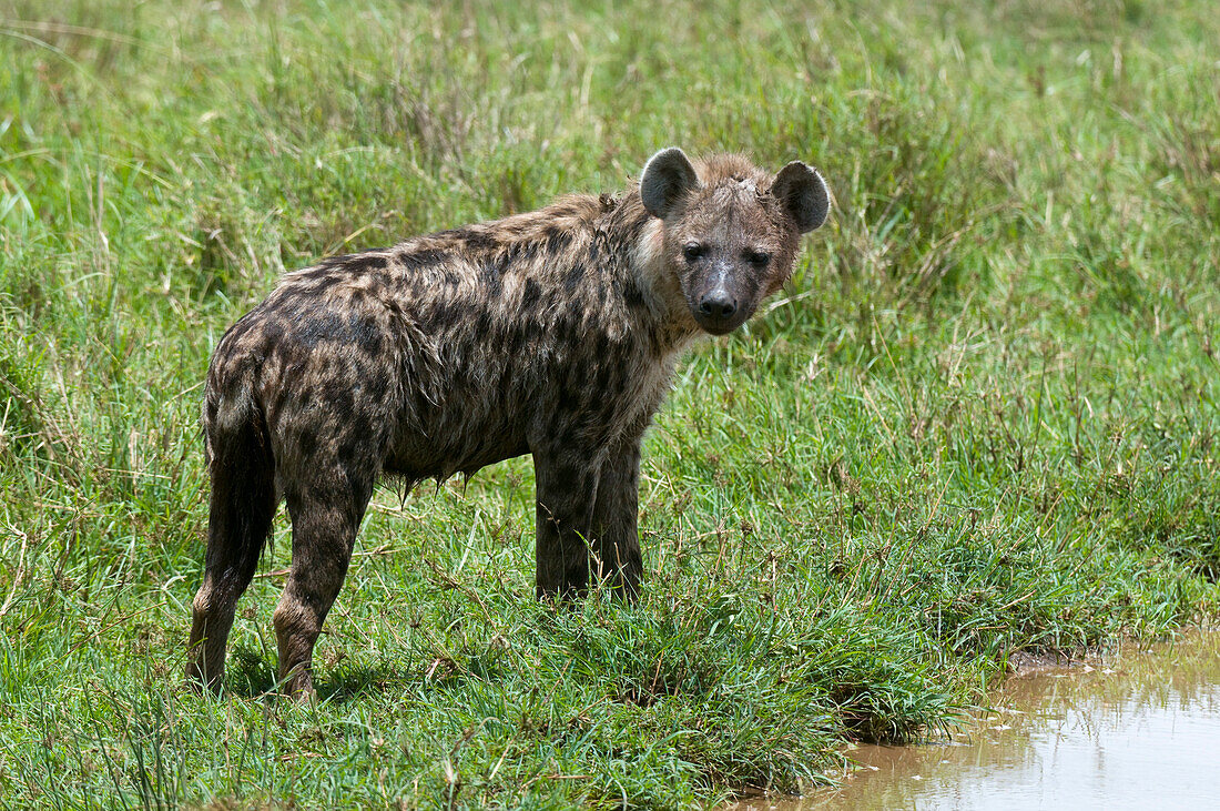 Portrait of a wet spotted hyena, Crocuta crocuta, after cooling in a water pool. Masai Mara National Reserve, Kenya.