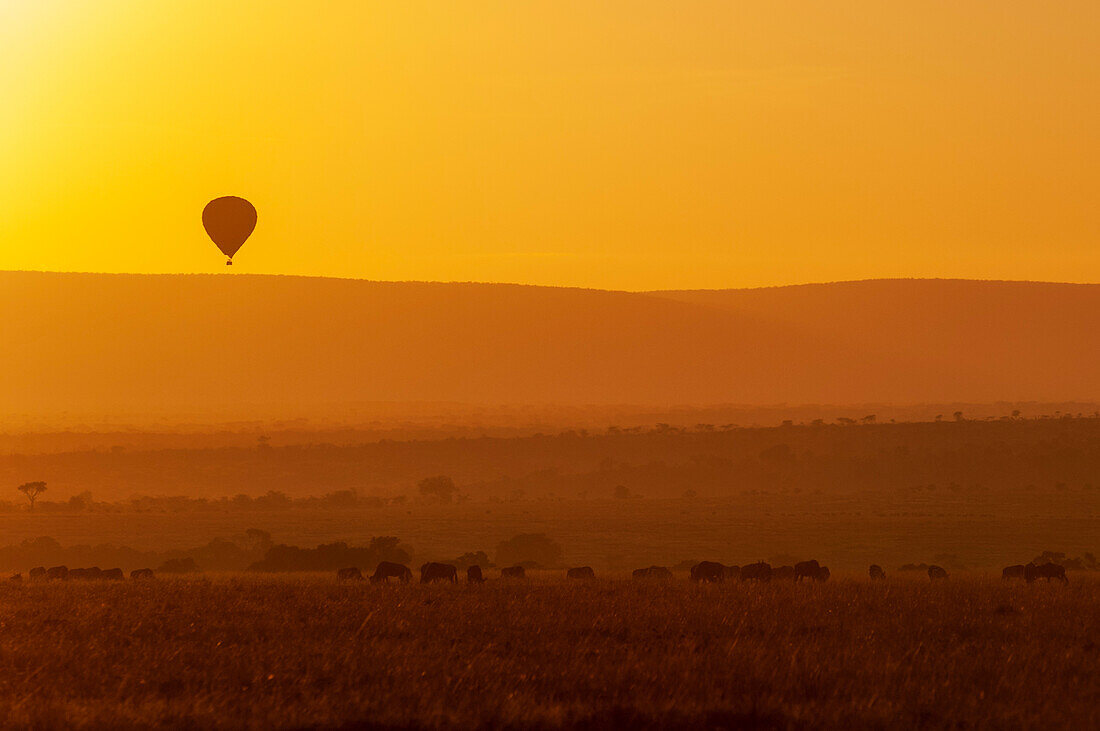 Eine Heißluftballon-Safari über Herden wandernder Gnus in den Ebenen der Maasai Mara. Masai Mara Nationalreservat, Kenia.