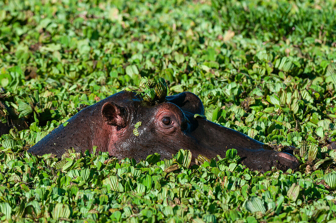 An hippopotamus, Hippopotamus amphibius. peers from a plant-covered pool Masai Mara National Reserve, Kenya.