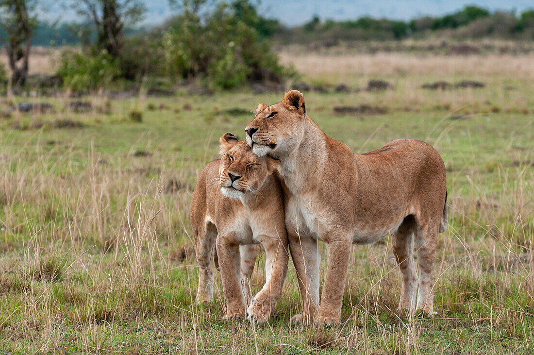 Zwei Löwinnen, Panthera leo, begrüßen sich mit Kopfreiben. Masai Mara Nationalreservat, Kenia.