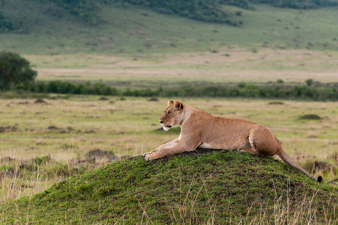 Eine Löwin, Panthera leo, ruht sich auf einem Termitenhügel aus. Masai Mara-Nationalreservat, Kenia.