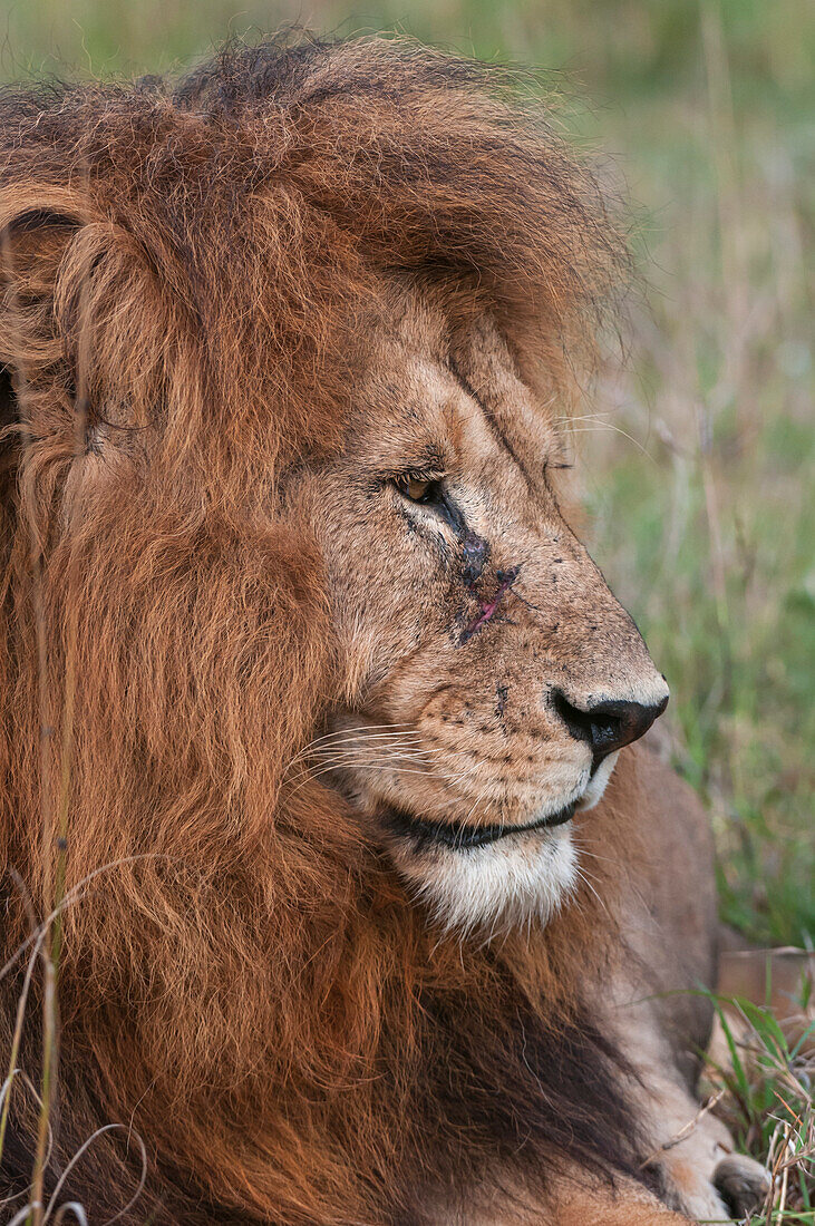 Close up portrait of a male lion, Panthera leo. Masai Mara National Reserve, Kenya.