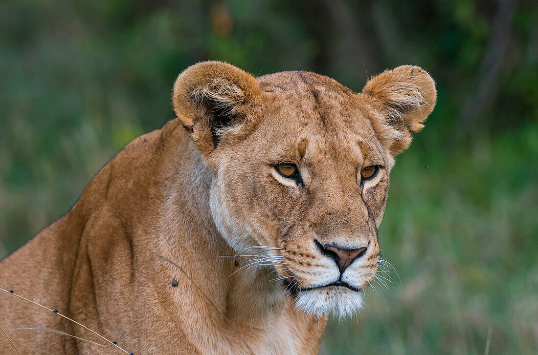 Close up portrait of a lioness, Panthera leo. Masai Mara National Reserve, Kenya.