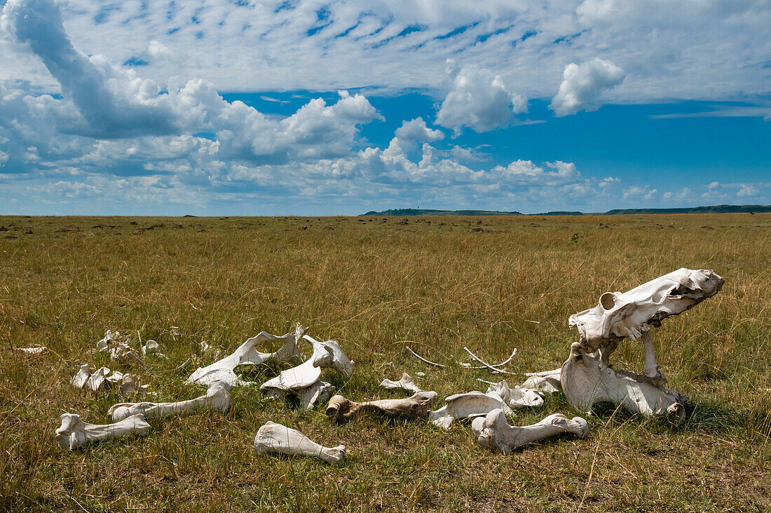 Ein Flusspferd-Skelett liegt in den Maasai Mara-Ebenen. Masai Mara Nationalreservat, Kenia.