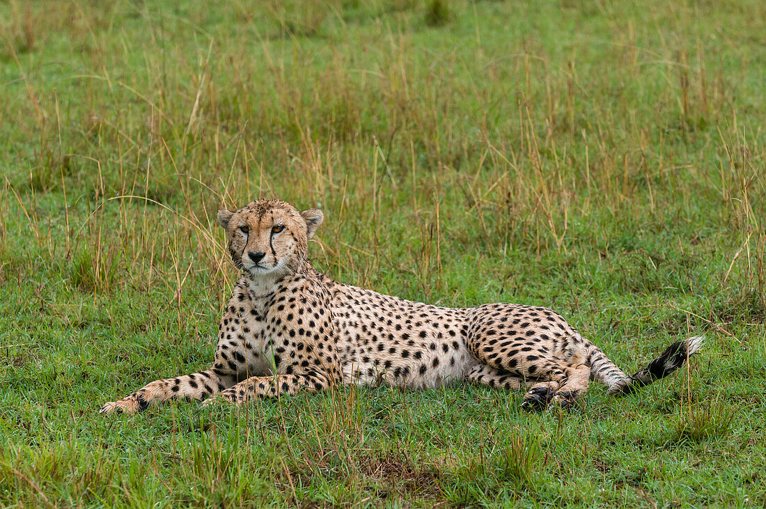 Portrait of a cheetah, Acinonyx jubatus, resting. Masai Mara National Reserve, Kenya.