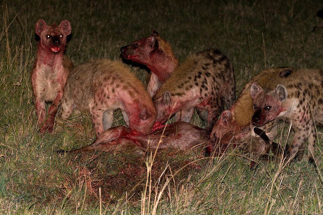 A pack of spotted hyenas, Crocuta crocuta, feeding on a wildebeest at night. Masai Mara National Reserve, Kenya.