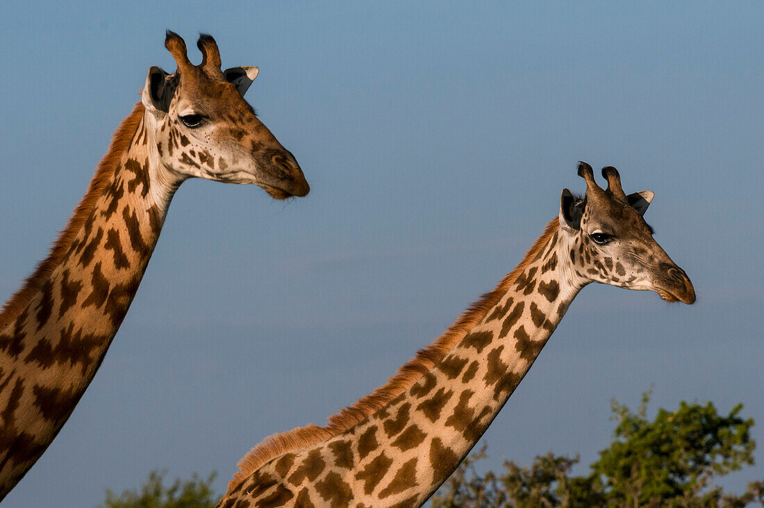 Porträt von zwei weiblichen Maasai-Giraffen, Giraffa camelopardalis tippelskirchi. Masai Mara-Nationalreservat, Kenia.