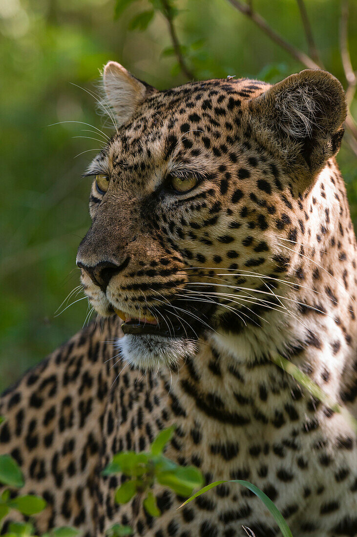 Close up portrait of a leopard, Panthera pardus. Masai Mara National Reserve, Kenya.
